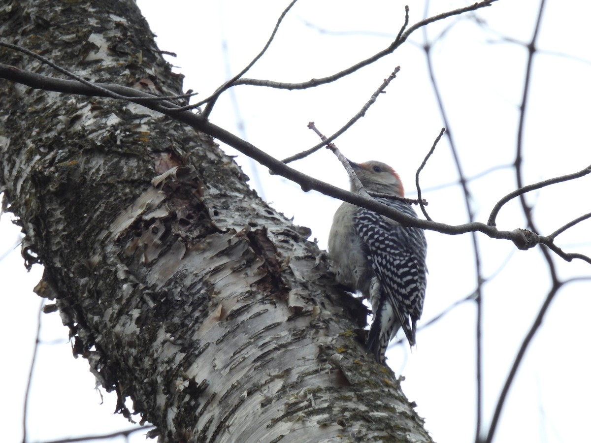 Red-bellied Woodpecker - ML611096502