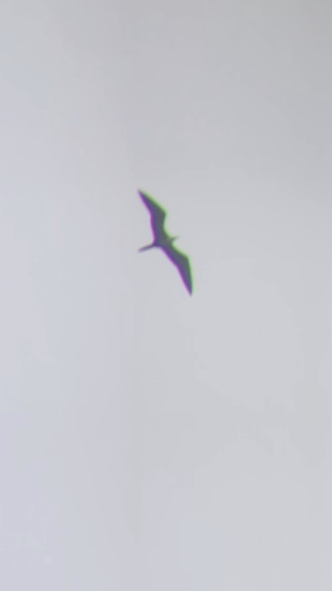 Magnificent Frigatebird - ML611096514