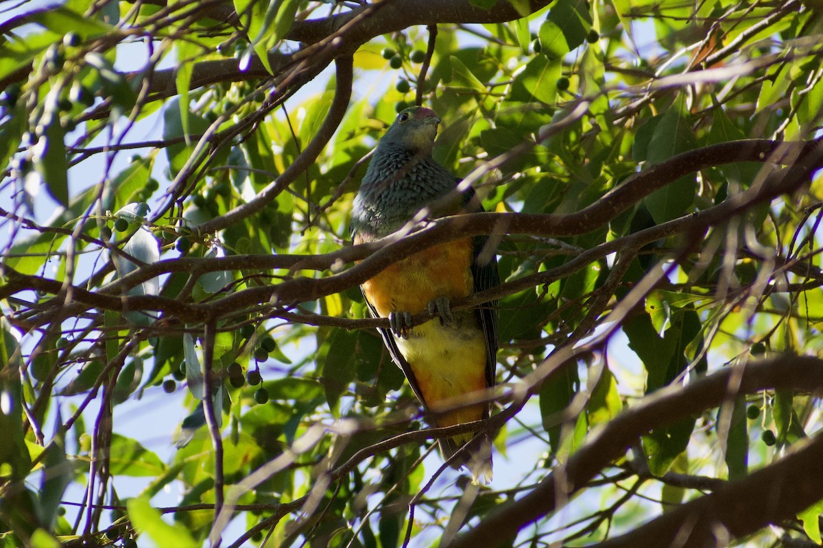 Rose-crowned Fruit-Dove - ML611096524