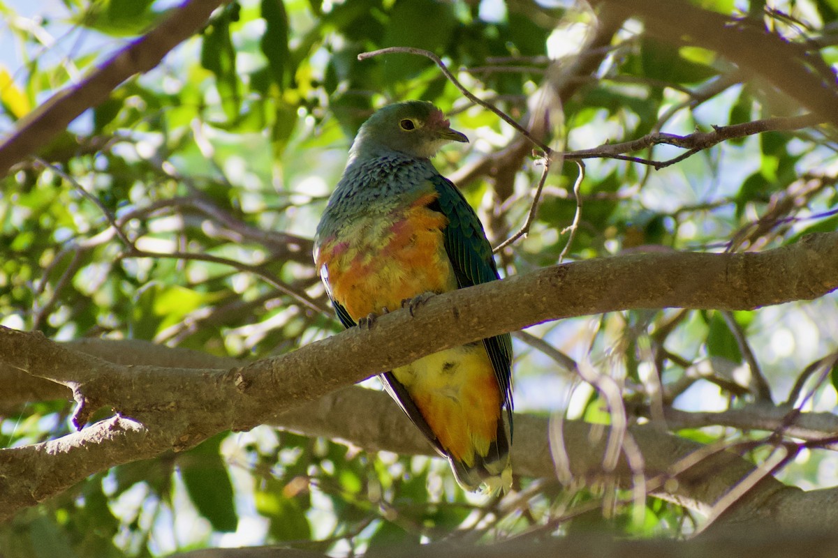 Rose-crowned Fruit-Dove - ML611096525