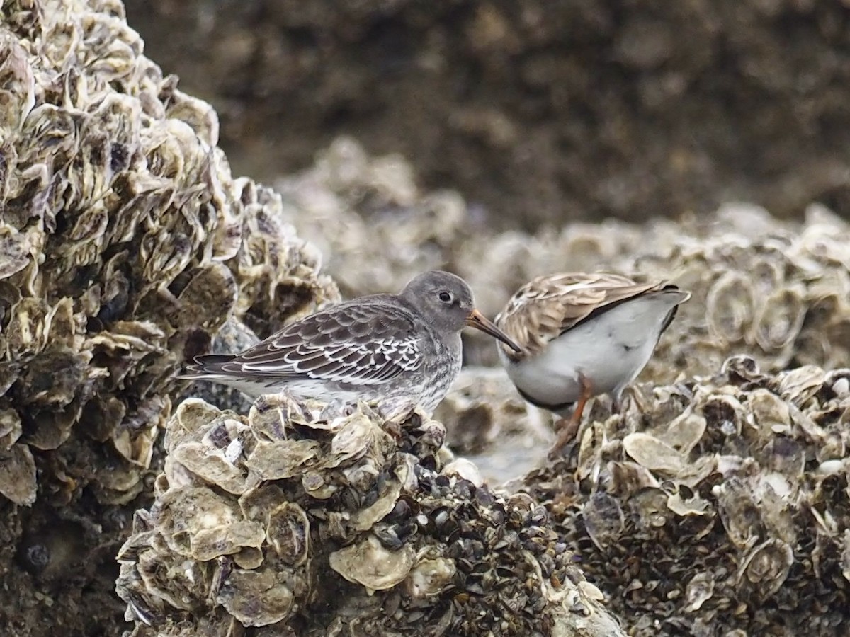 Purple Sandpiper - Yve Morrell