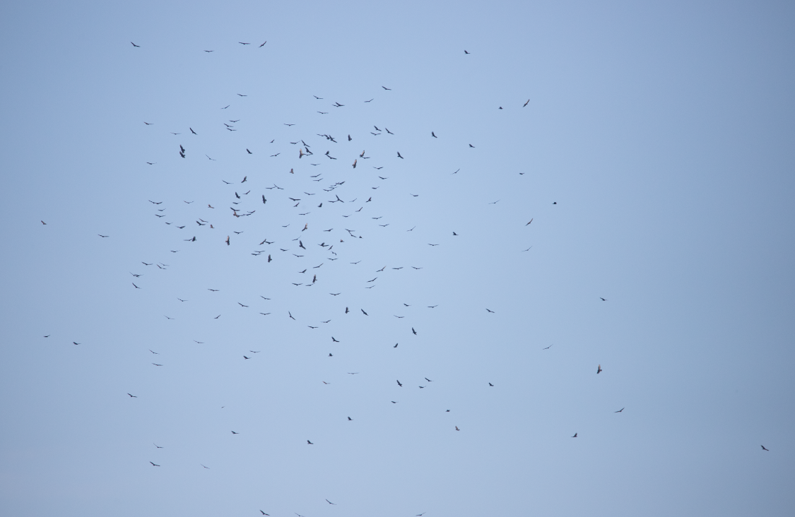 Turkey Vulture - ML611096550