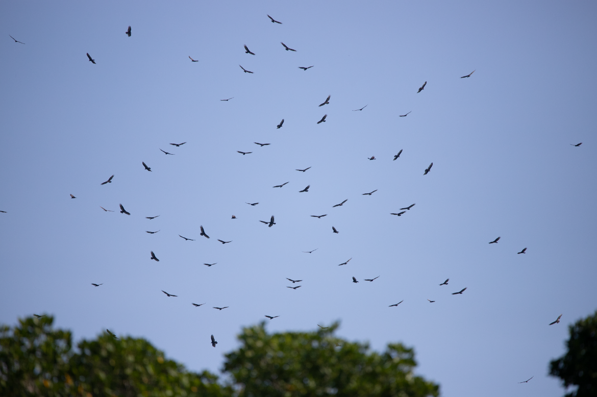 Turkey Vulture - Tania Campos