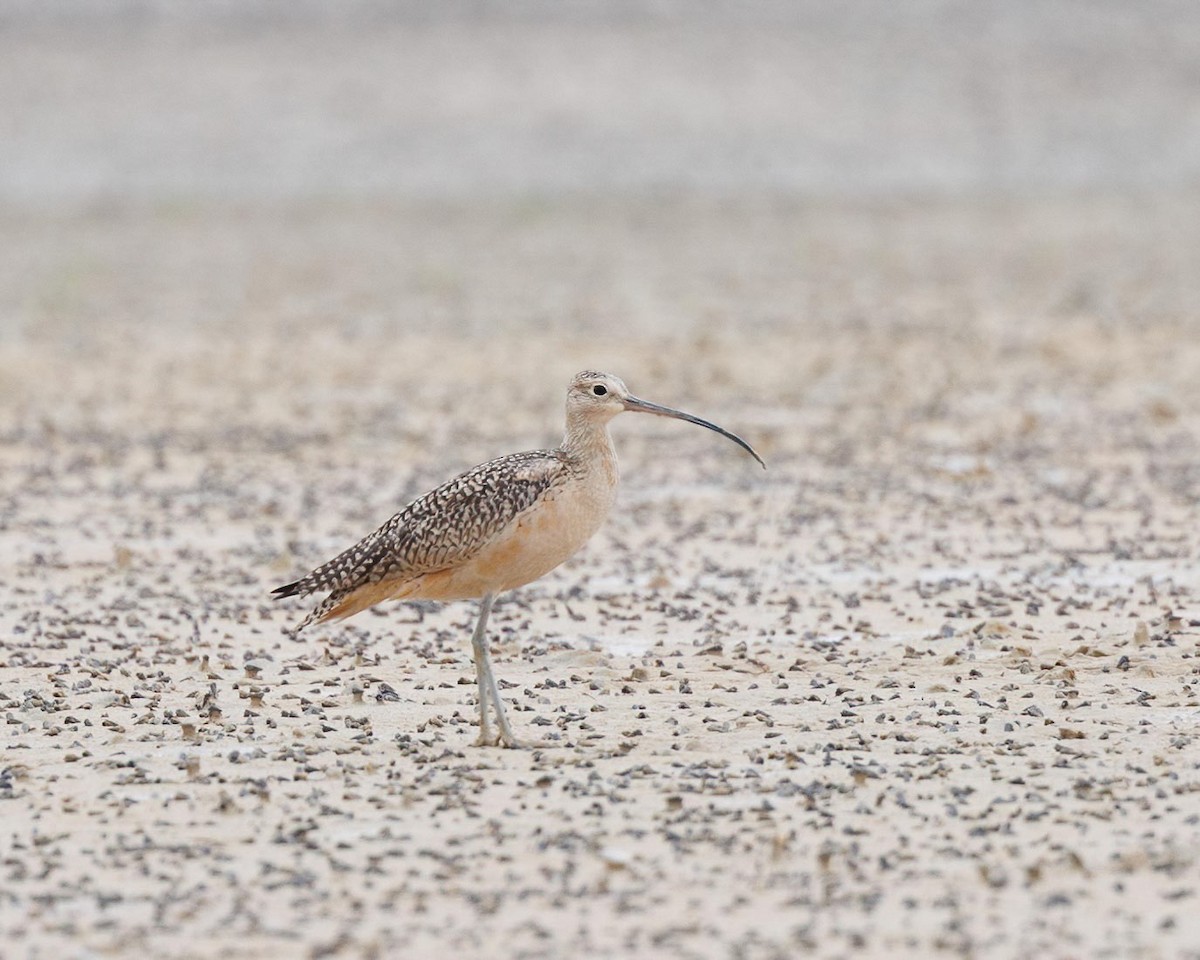 Long-billed Curlew - ML611096607