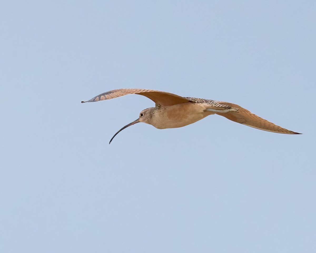 Long-billed Curlew - ML611096608