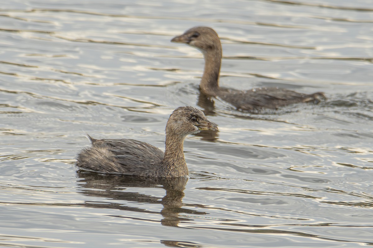Pied-billed Grebe - Andy Bowen