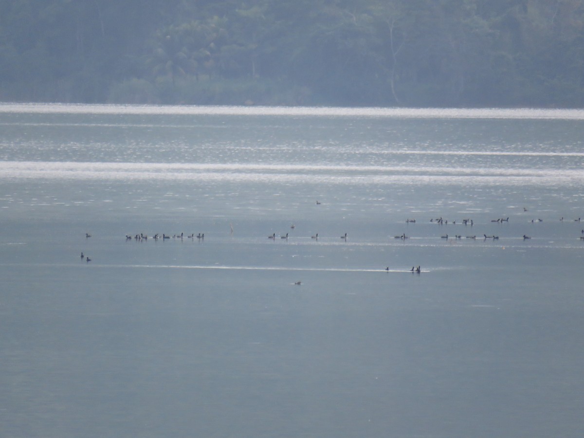 American Coot - ML611096611