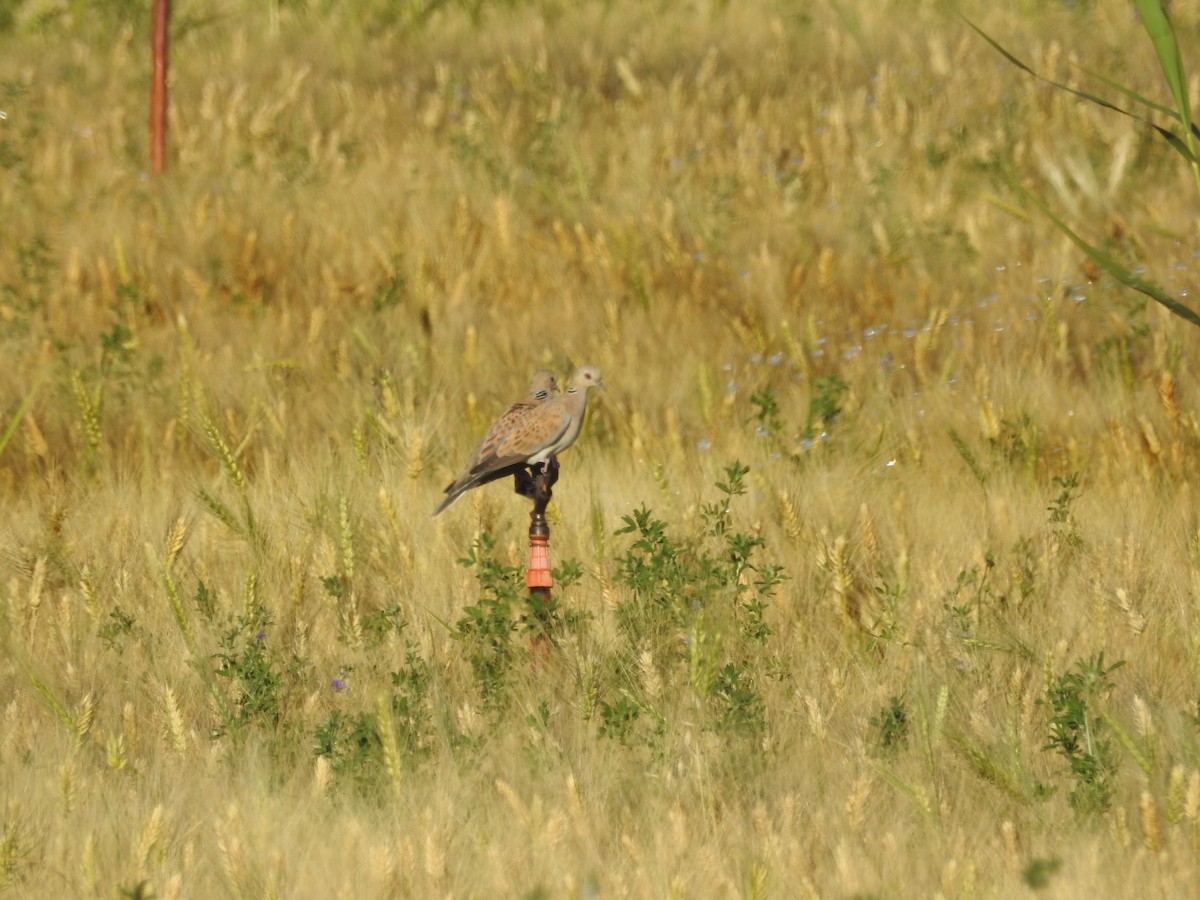 European Turtle-Dove - ML611096618