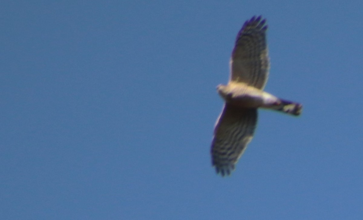 Sharp-shinned Hawk - ML611096625