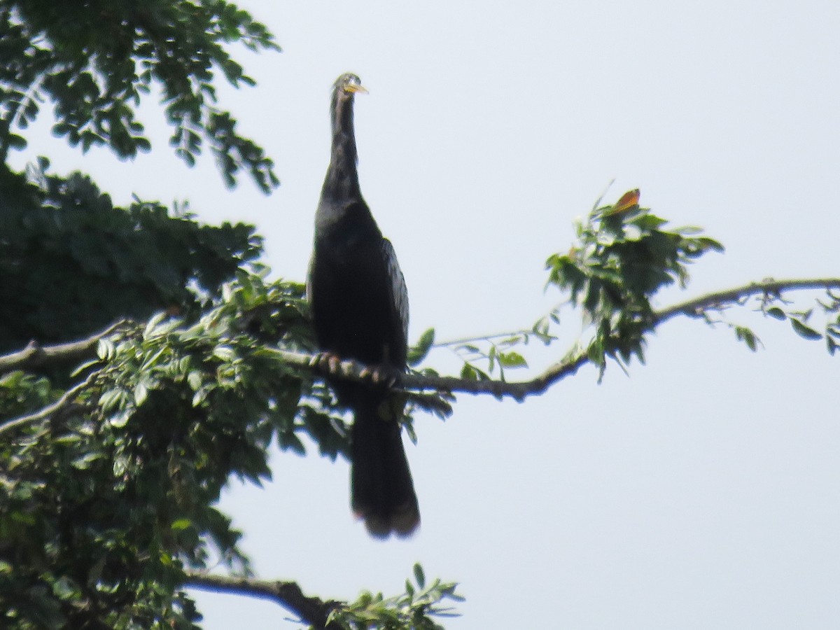 Anhinga - Scarlet  Cordero Seijas