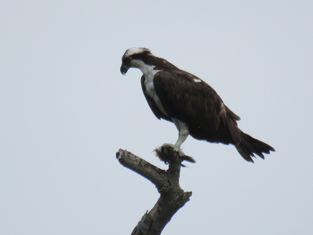 Balbuzard pêcheur - ML611096675