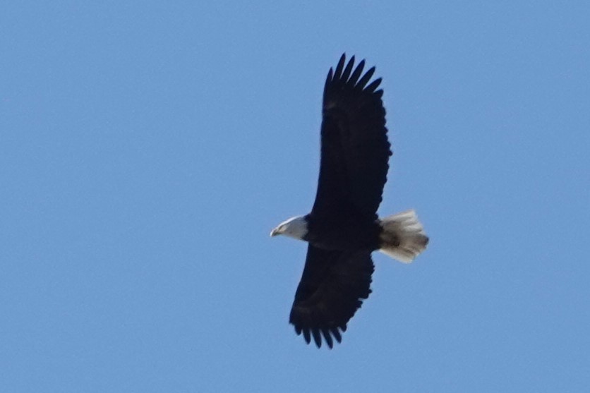 Bald Eagle - ML611096679