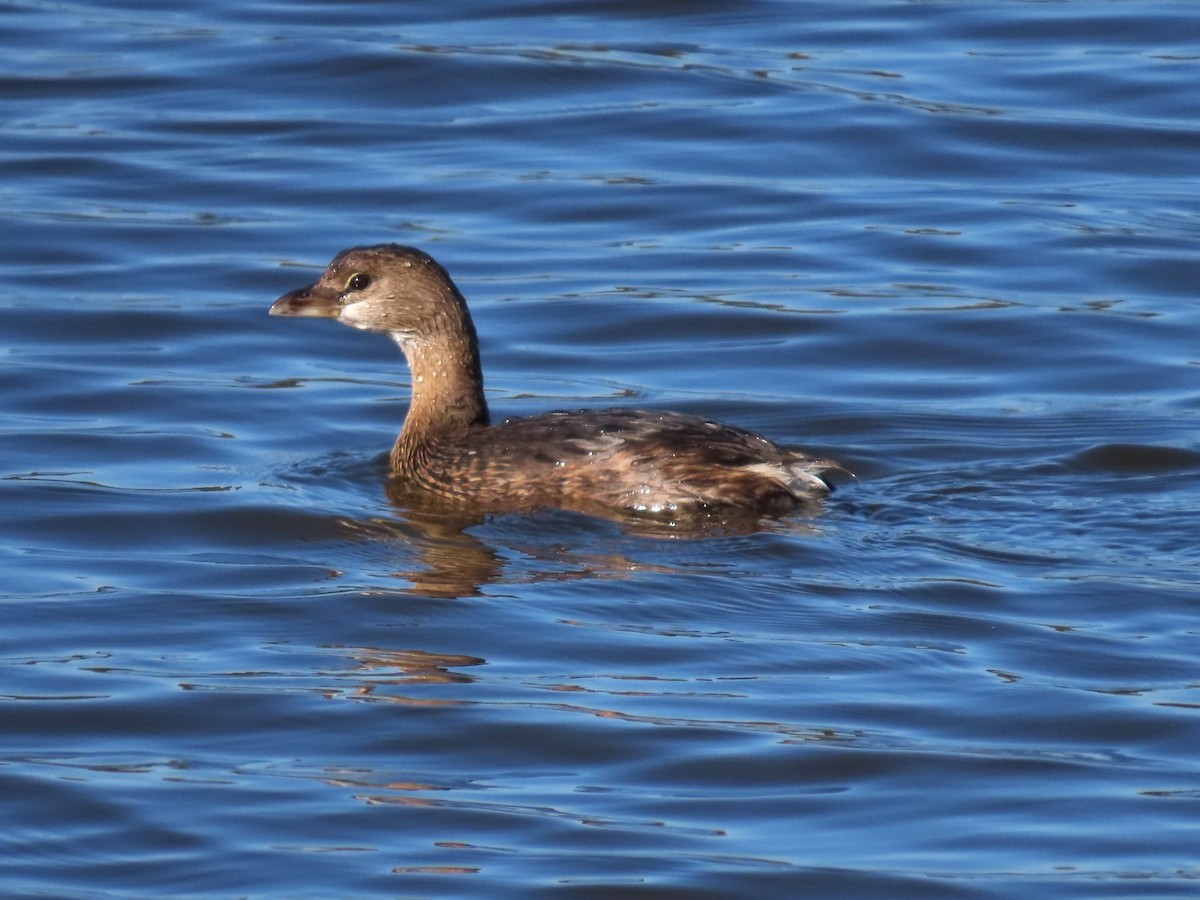 Pied-billed Grebe - ML611096734