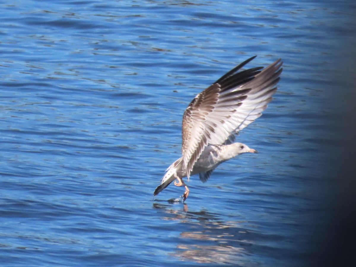Ring-billed Gull - ML611096737