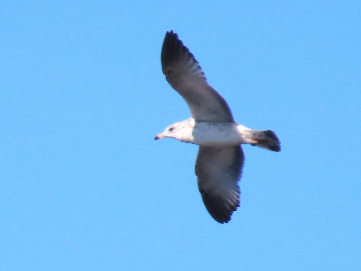 Ring-billed Gull - ML611096738