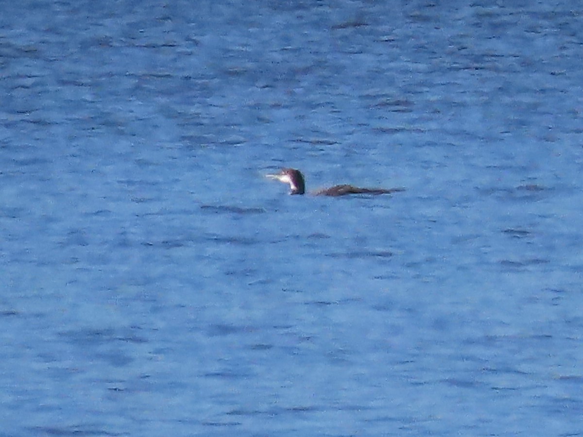 Common Loon - ML611096755