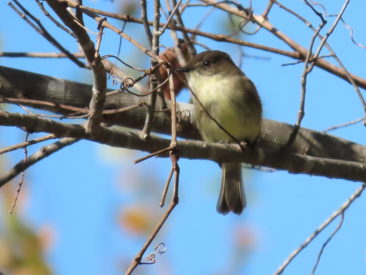 Eastern Phoebe - ML611096767
