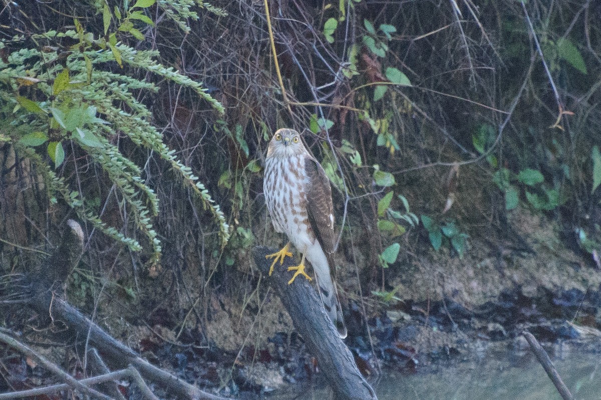 Sharp-shinned Hawk - Dawn S