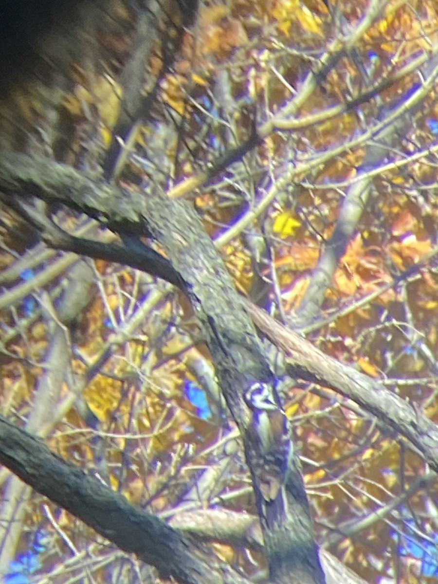 Hairy Woodpecker - ML611096817