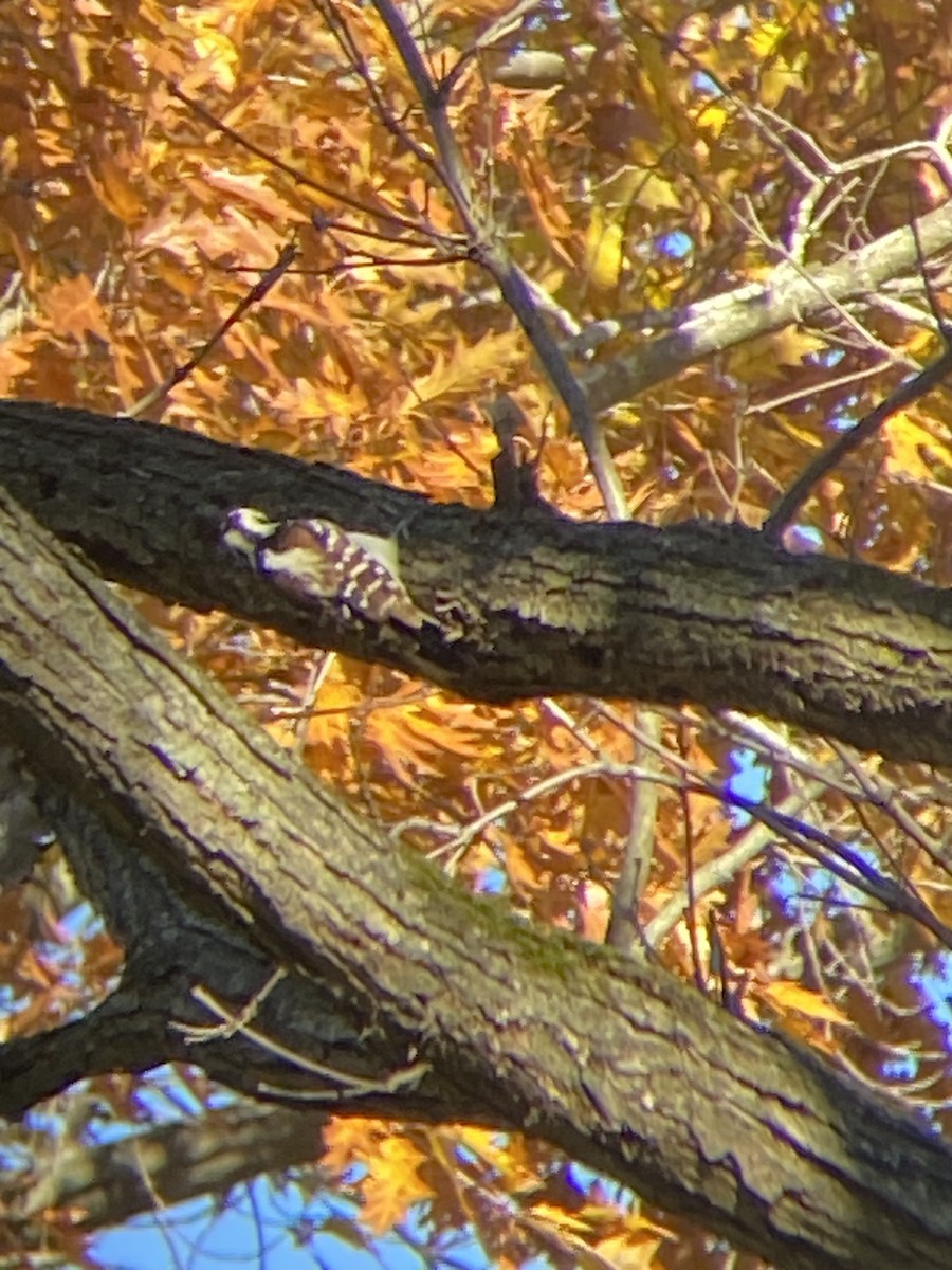 Hairy Woodpecker - ML611096818