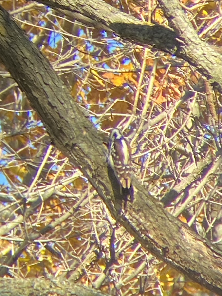 Hairy Woodpecker - ML611096819