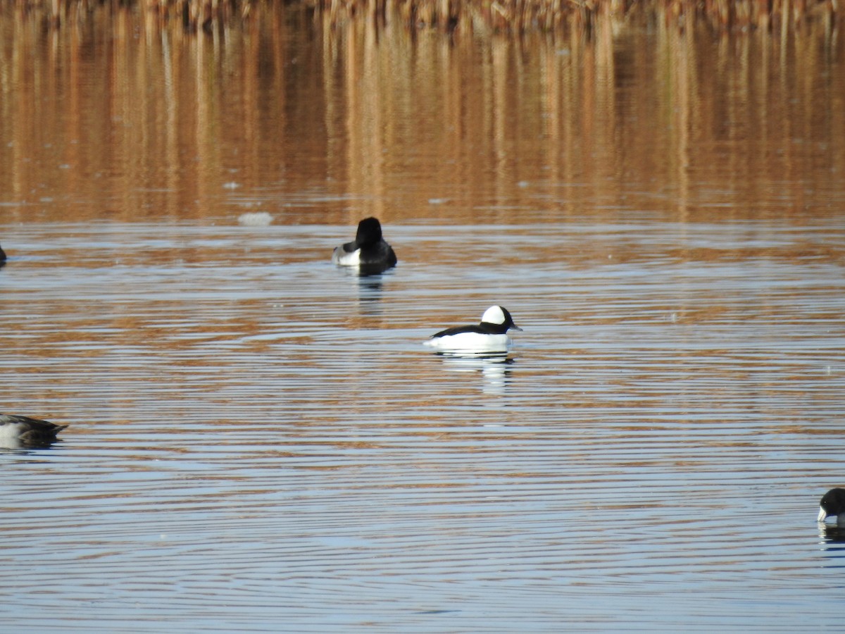 Bufflehead - Jordan Rowley