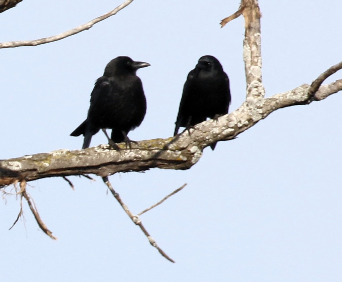 American Crow - ML611096875
