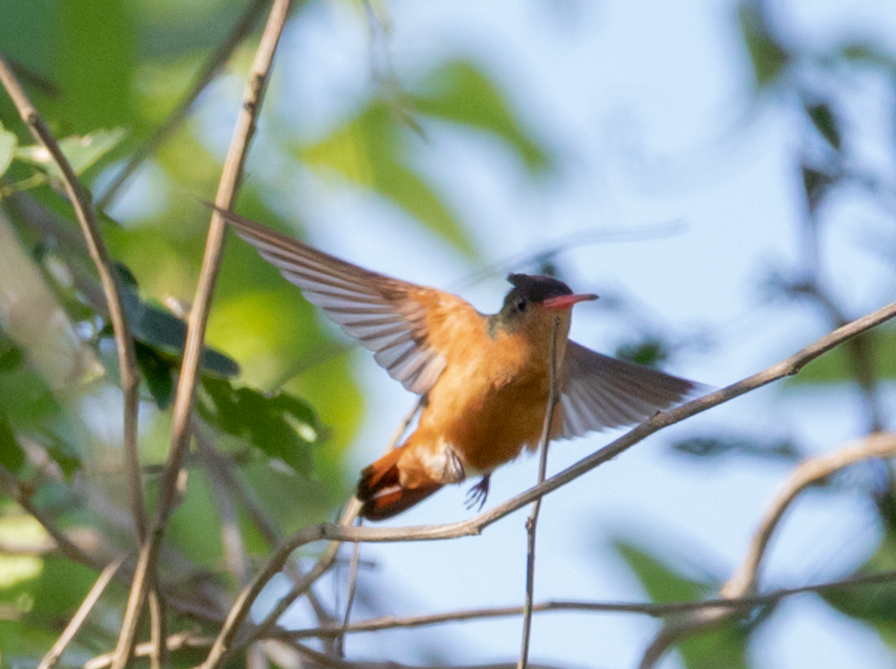 Cinnamon Hummingbird - ML611096950