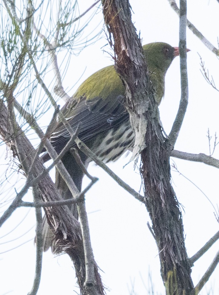 Olive-backed Oriole - ML611096973