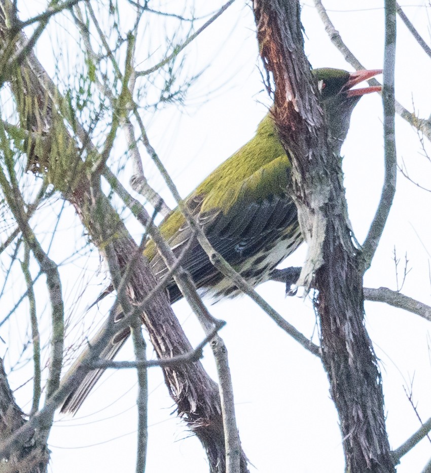 Olive-backed Oriole - ML611096974