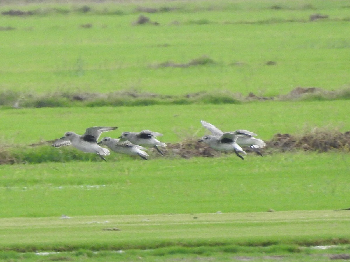 Black-bellied Plover - ML611096982