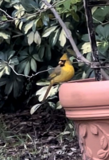 Northern Cardinal - ML611097099