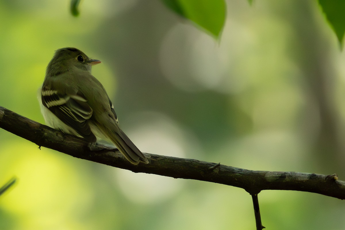 Acadian Flycatcher - ML611097100