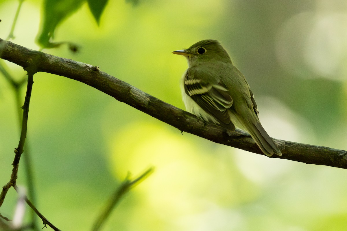 Acadian Flycatcher - ML611097101