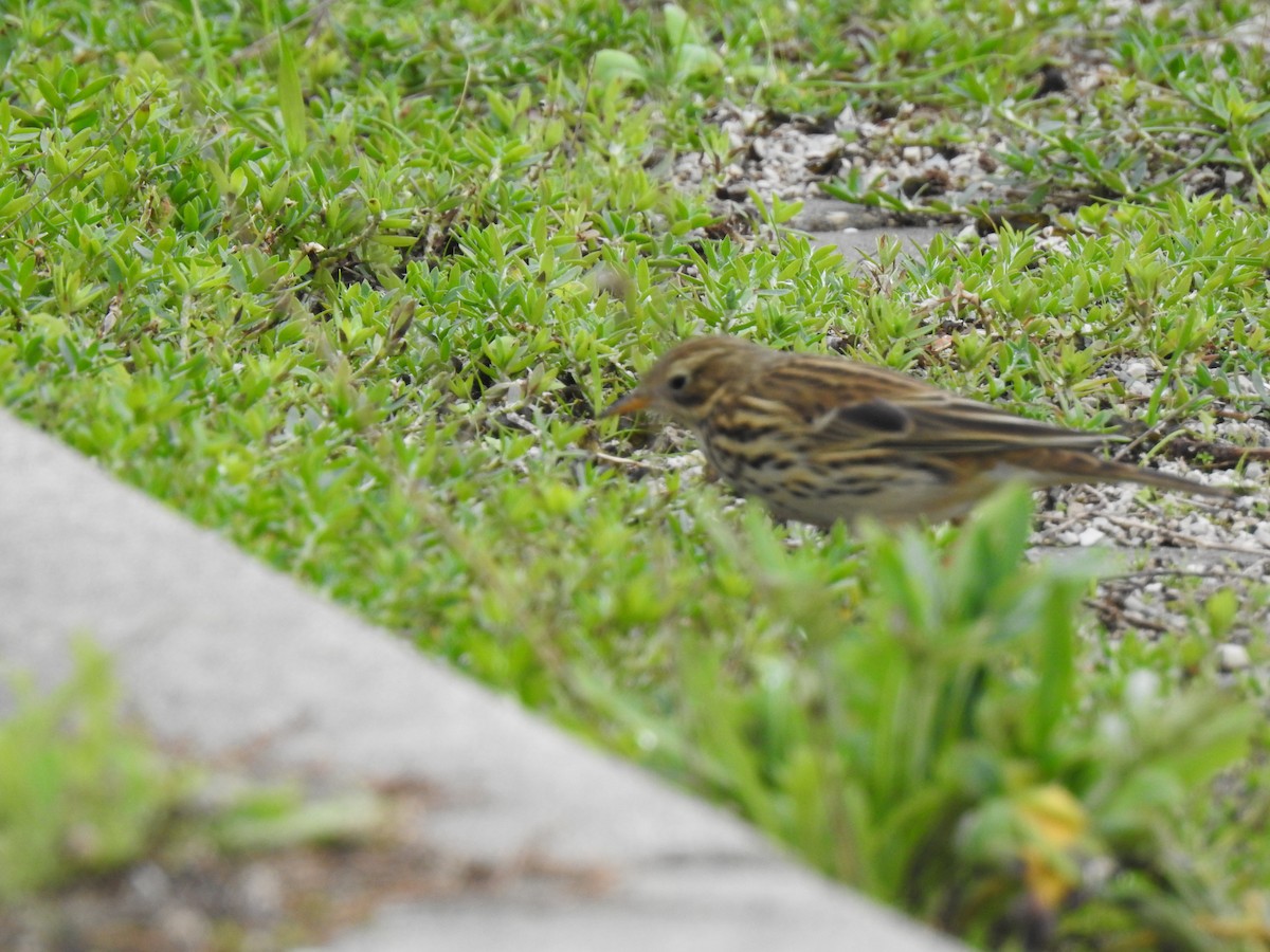 Meadow Pipit - ML611097129