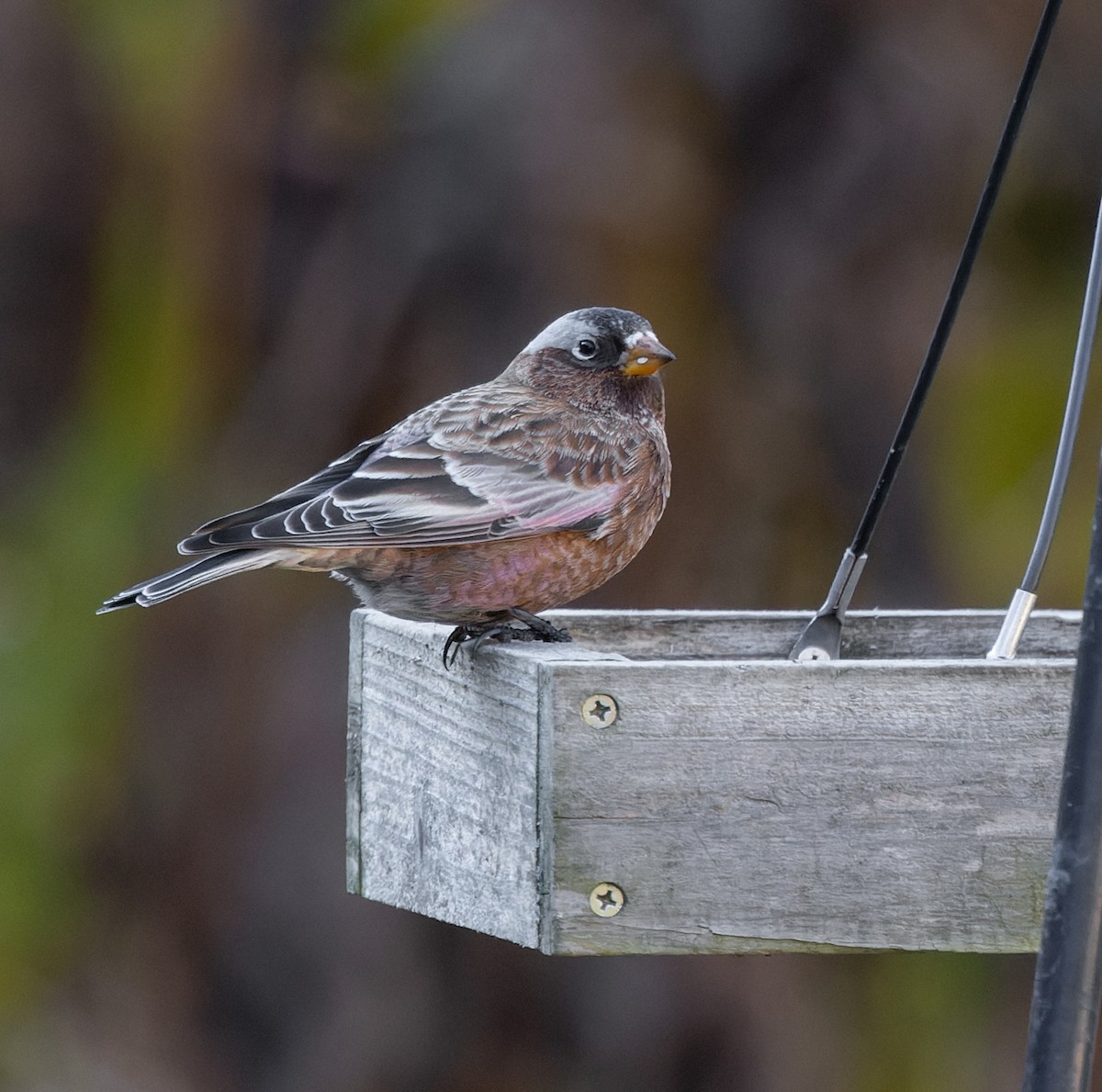 Gray-crowned Rosy-Finch - ML611097326