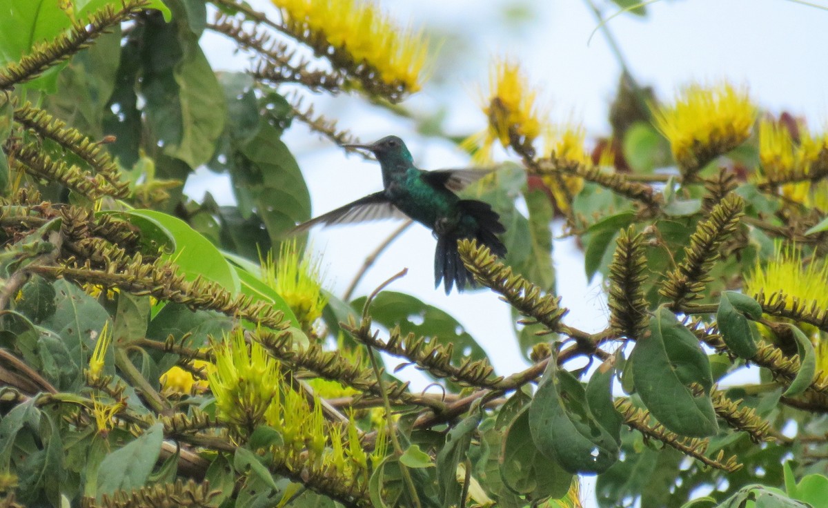 Black-throated Mango - Scarlet  Cordero Seijas