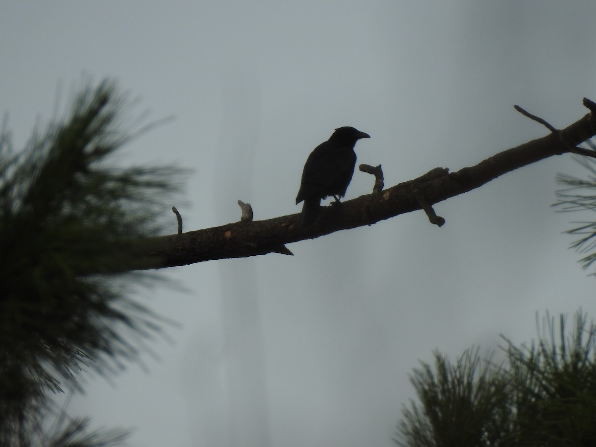 Carrion Crow - ML611097464