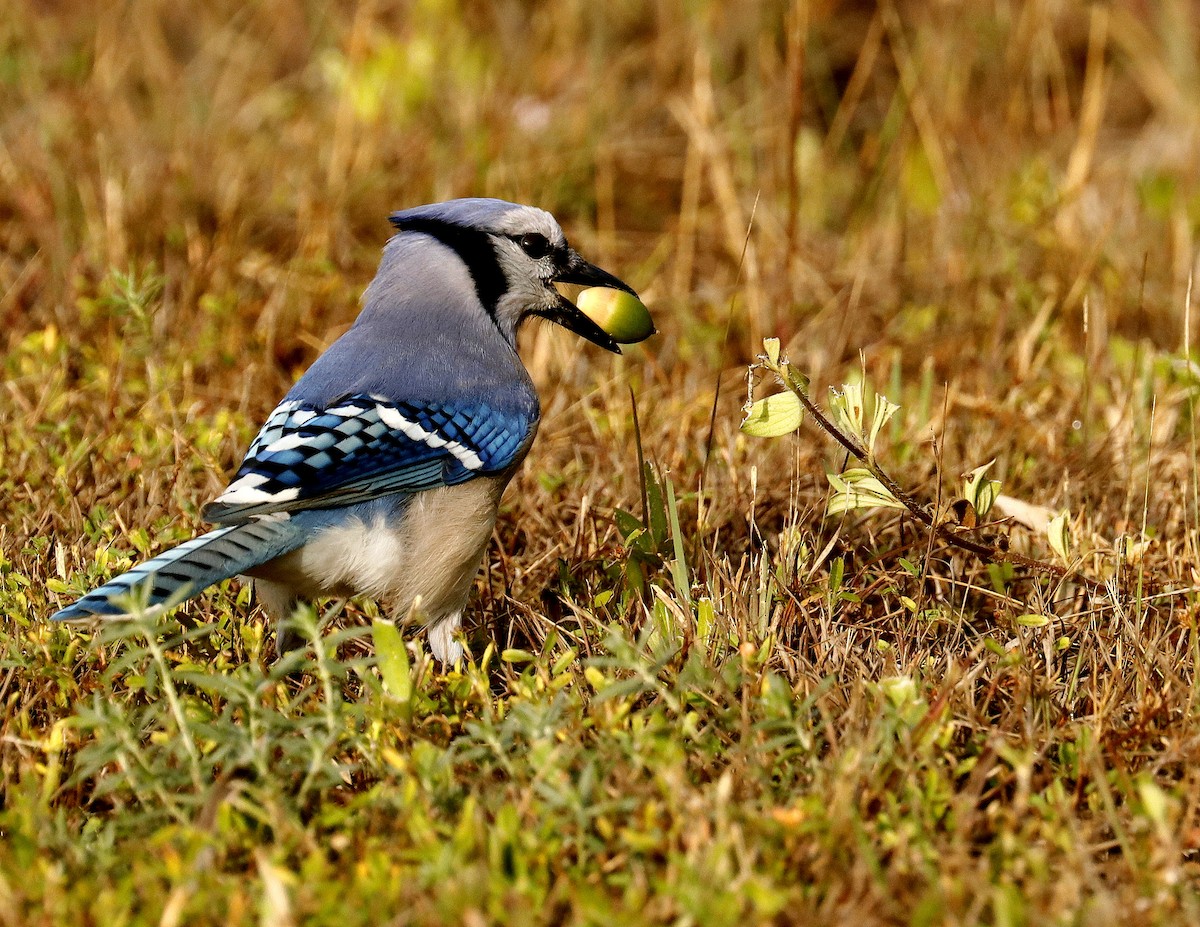 Blue Jay - ML611097491