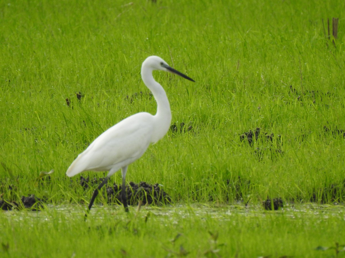 Little Egret - ML611097515