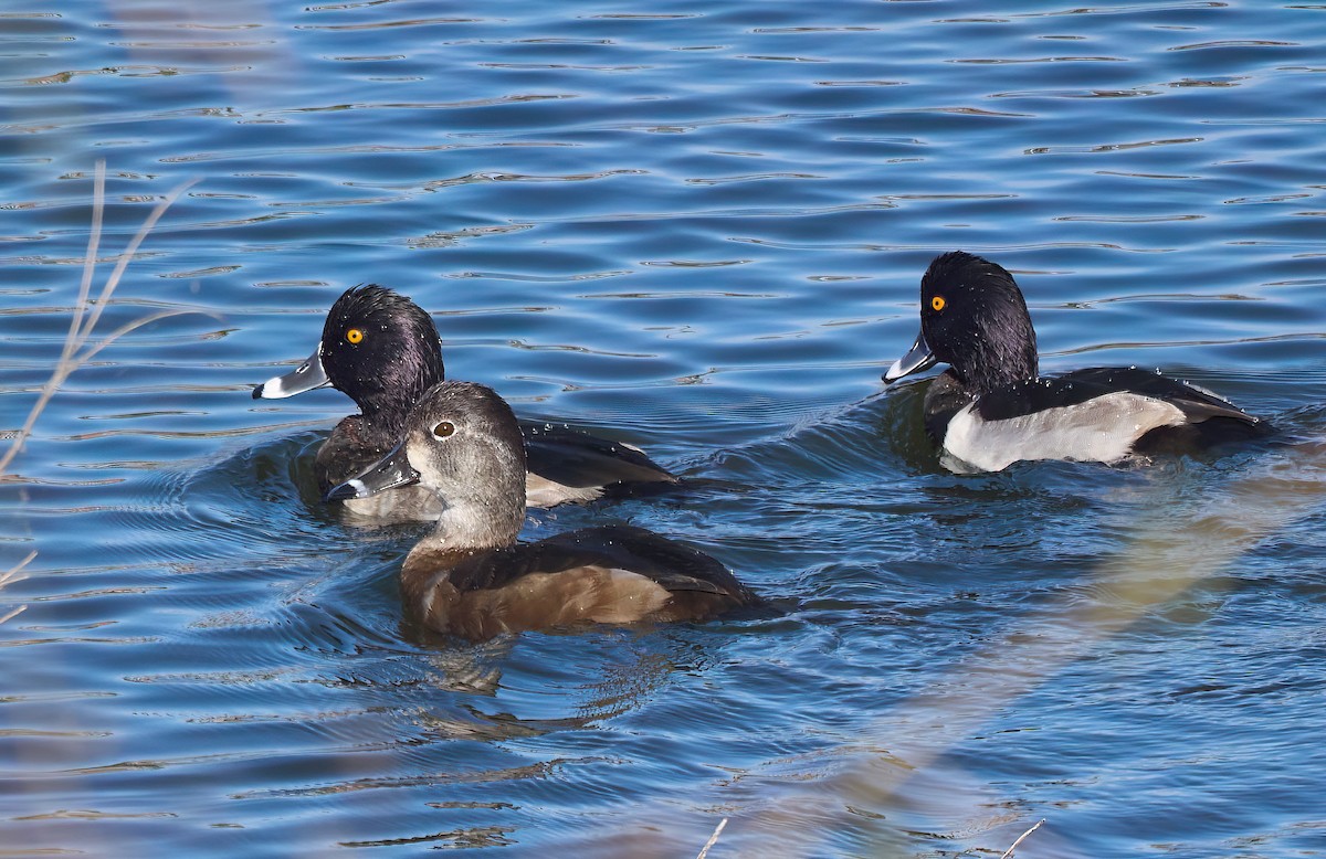 Ring-necked Duck - ML611097530