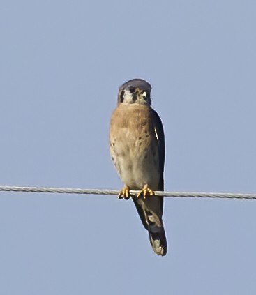 American Kestrel - ML611097548