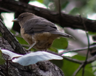 Clay-colored Thrush - ML611097571