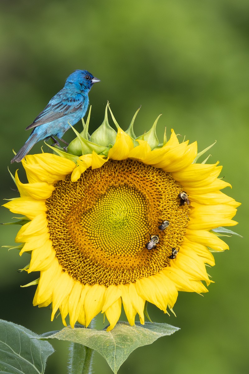 Indigo Bunting - ML611097678