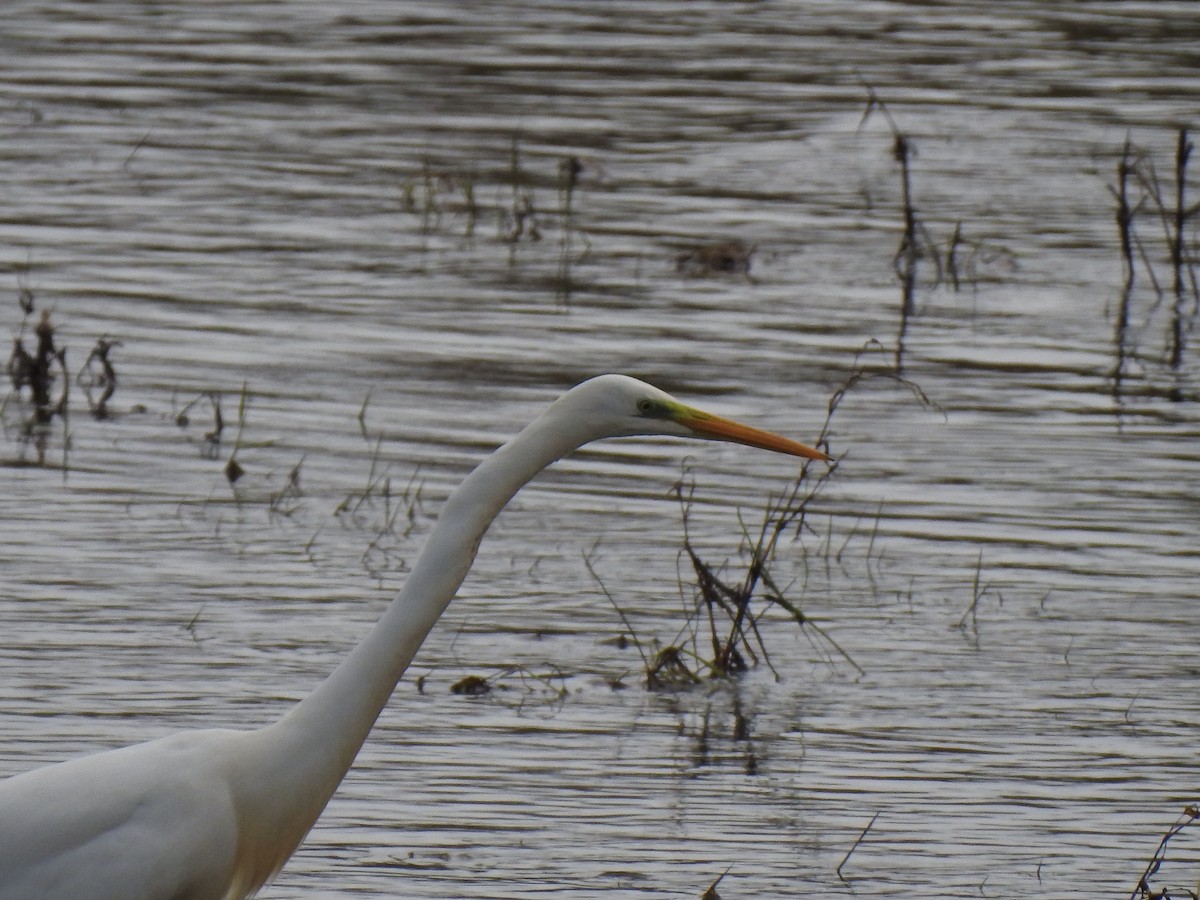 Great Egret - ML611097701