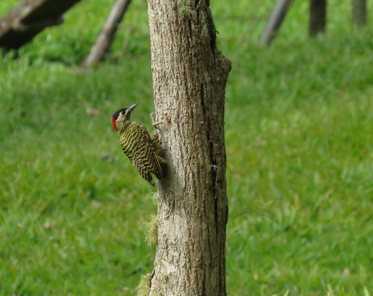 Green-barred Woodpecker - ML611097713