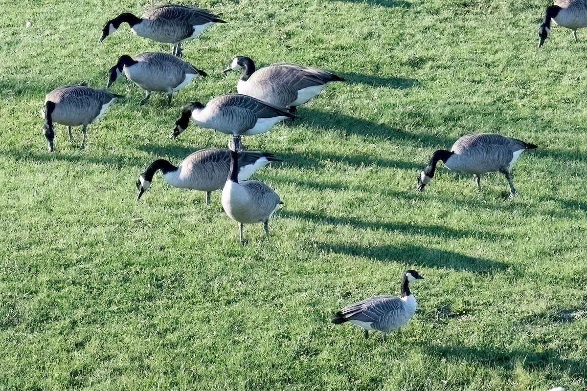 Cackling Goose - ML611097725