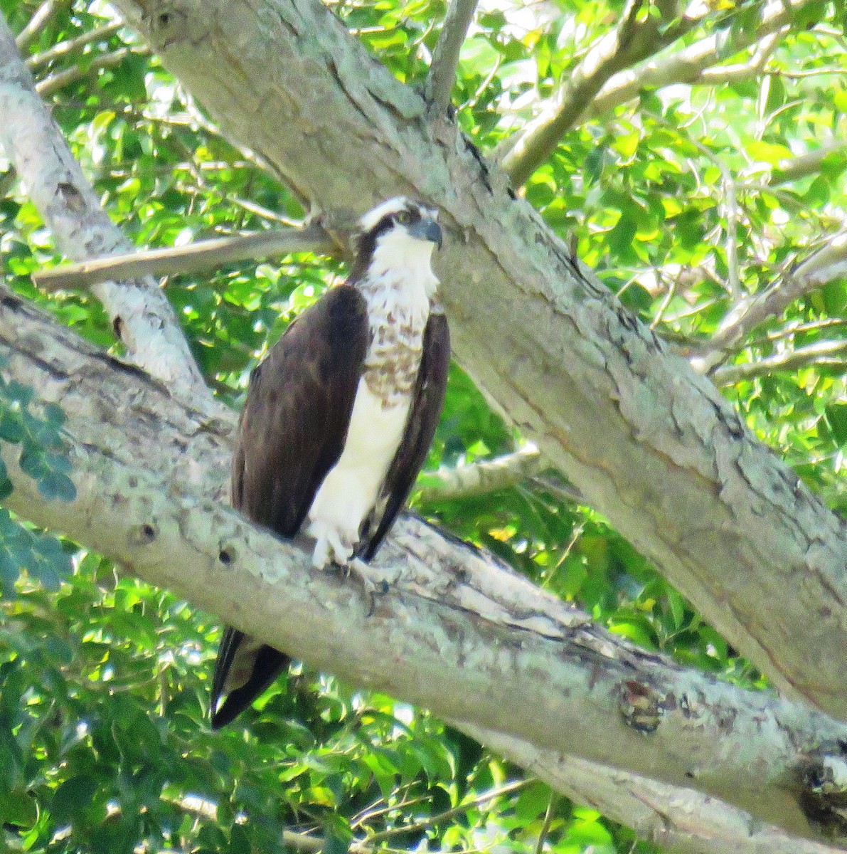 Osprey - ML611097731