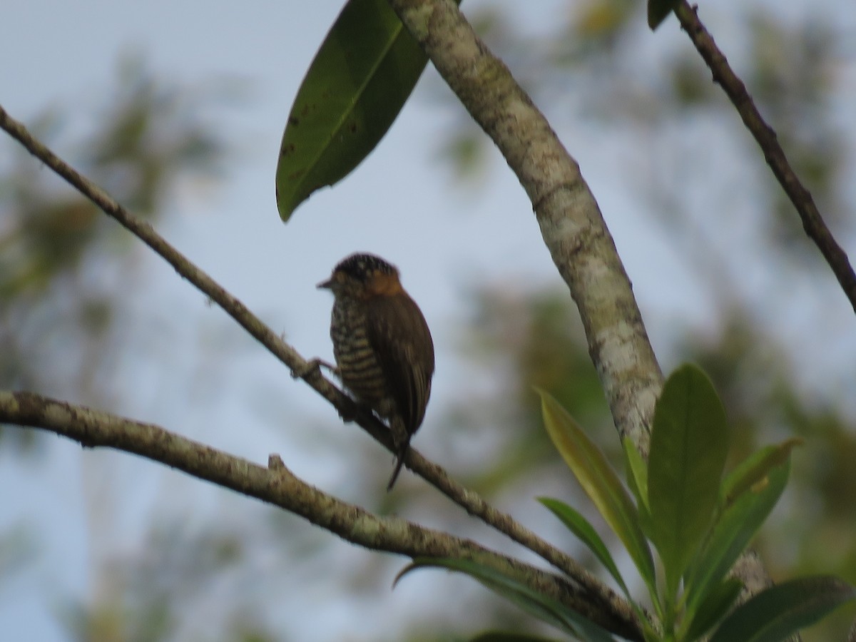 Ochre-collared Piculet - ML611097738