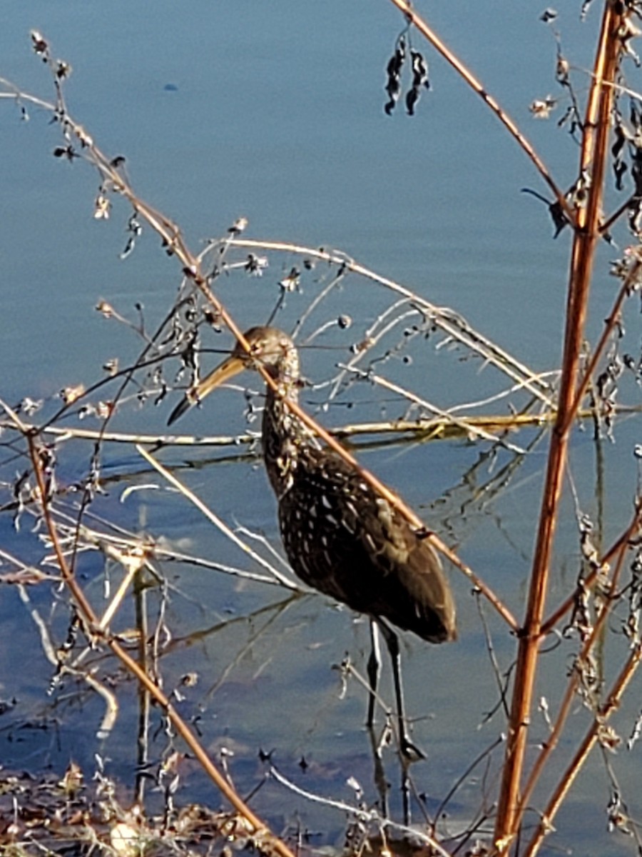 Limpkin - Jean Leonatti